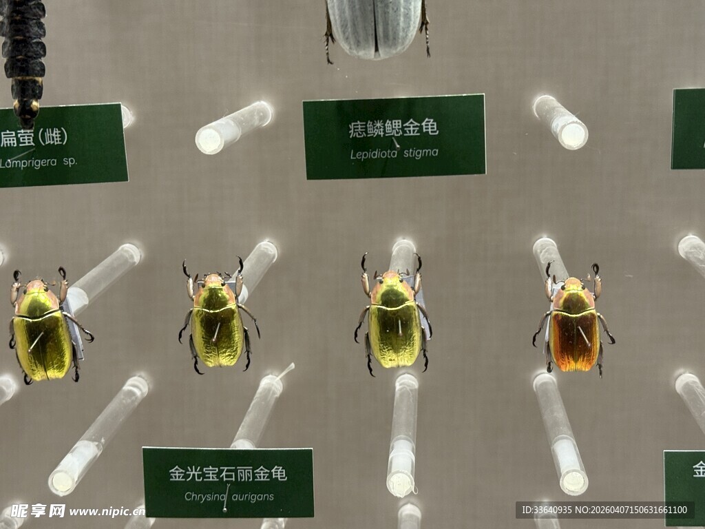 昆虫标本展示 金龟