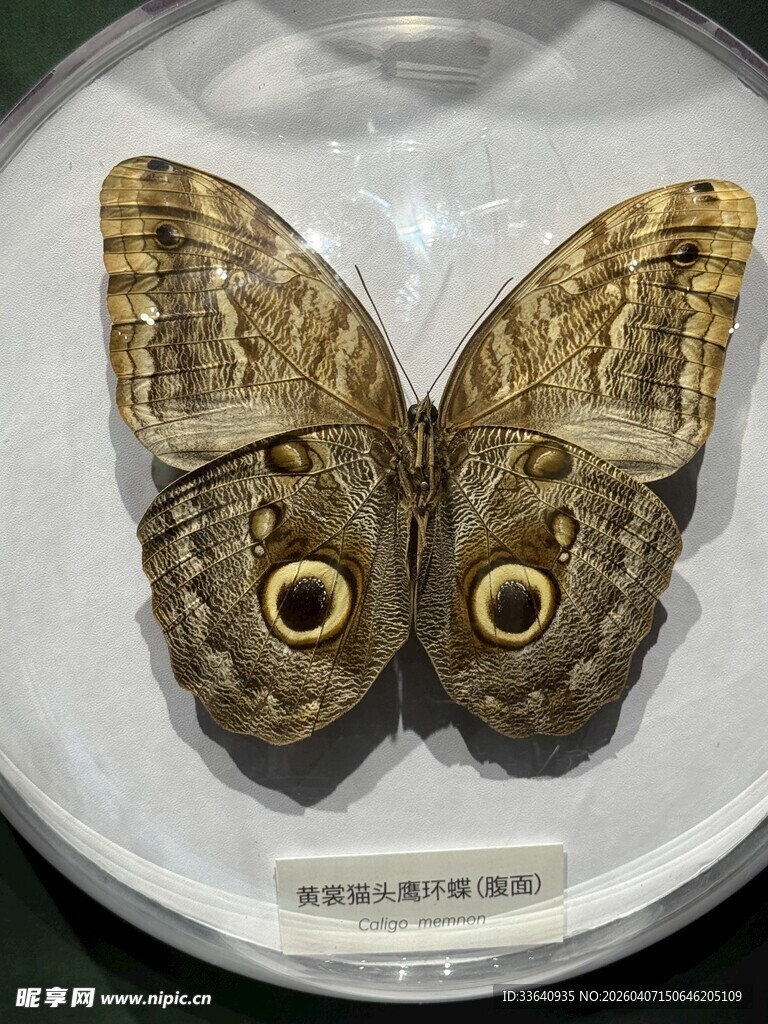 双眼蝶标本展示