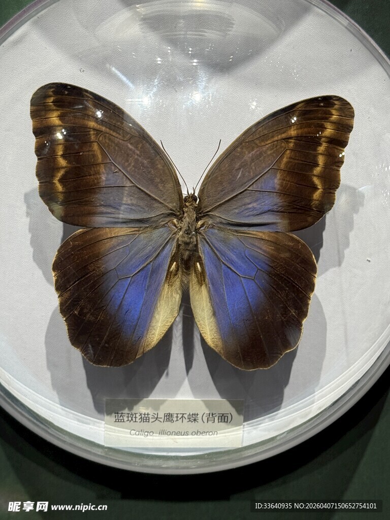 蓝紫蝴蝶标本特写