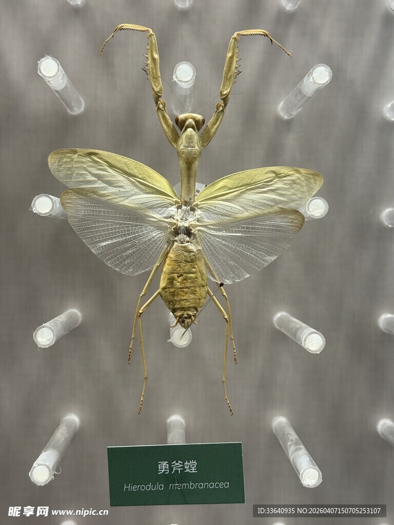 金色透明翅膀昆虫标本