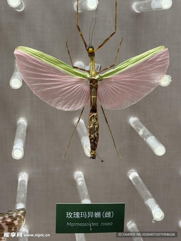 奇特翅膀的昆虫标本