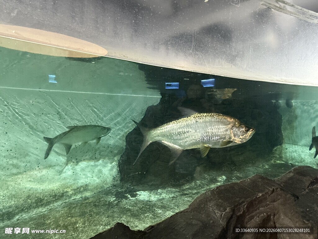 水族馆内游动的大鱼 鱼