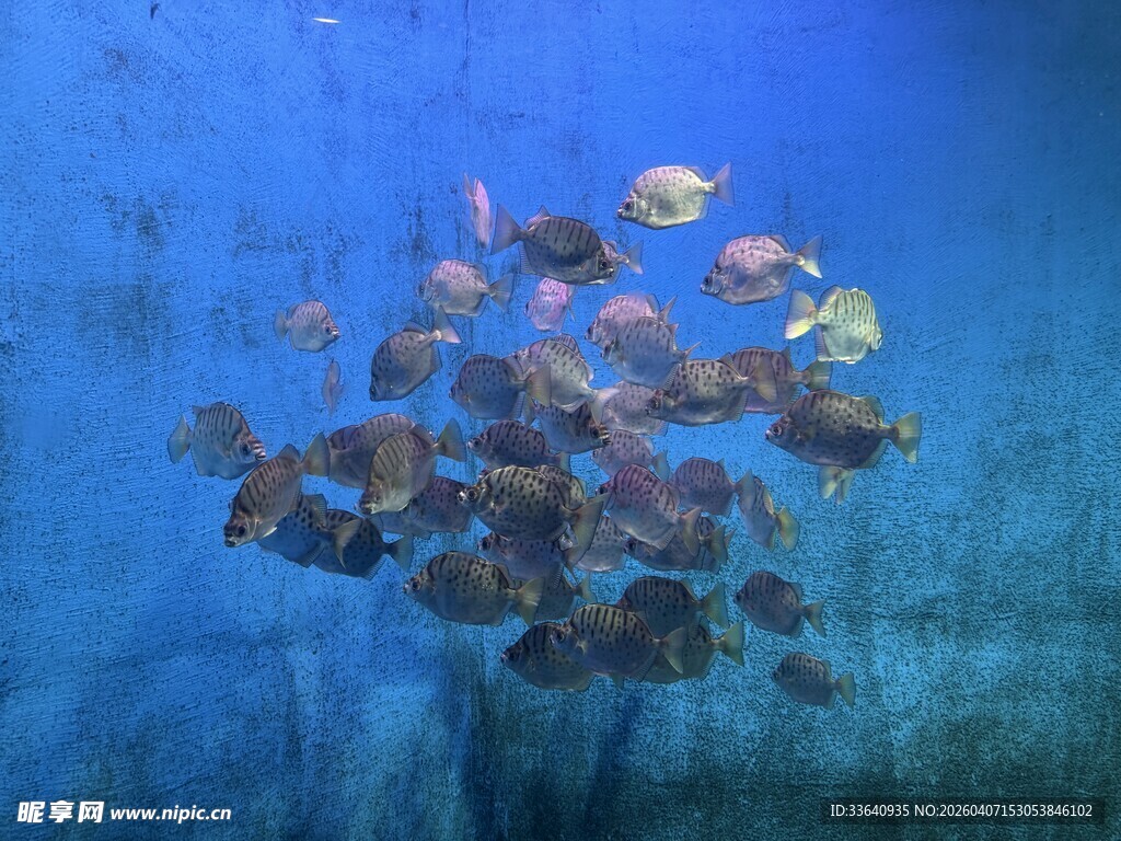 群鱼畅游海底世界