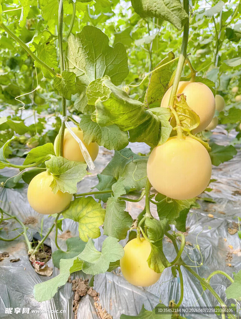 蜜瓜栽培