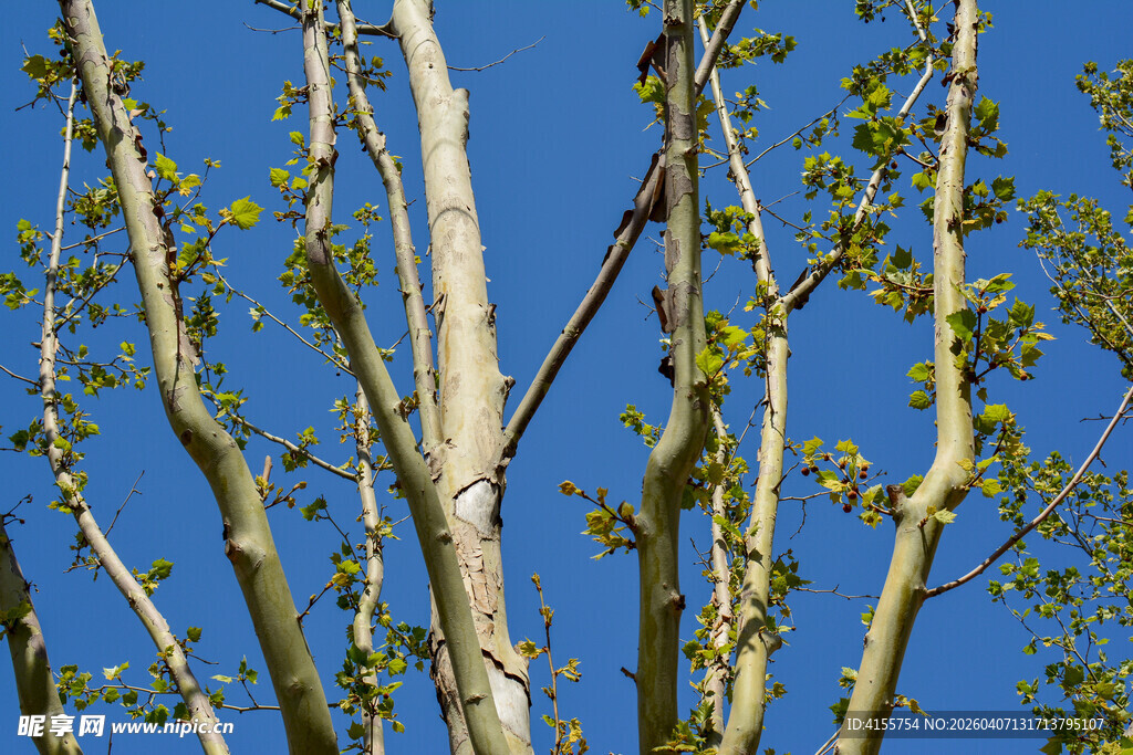 蓝天映衬下的繁茂树枝