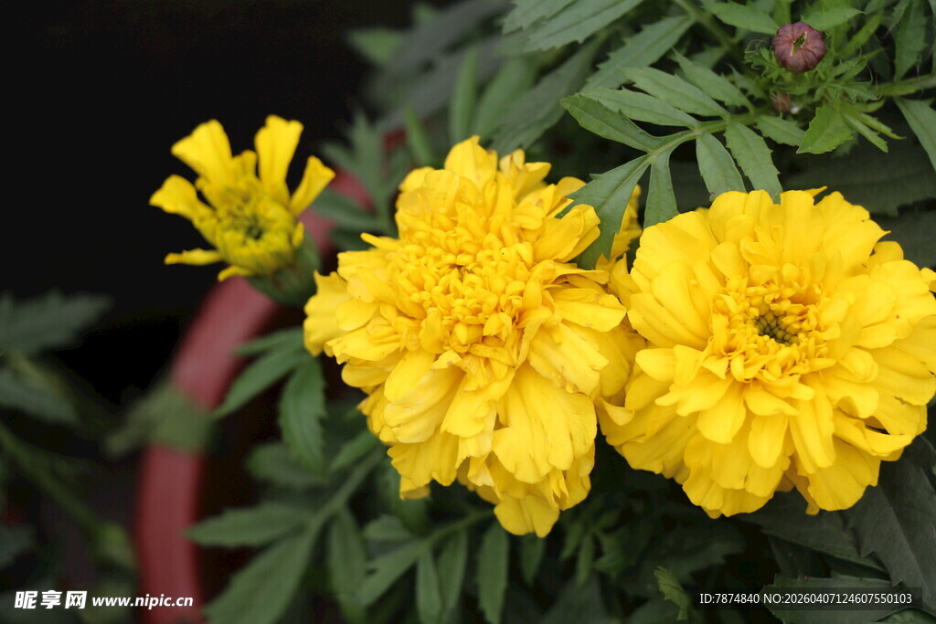 两朵明艳黄色万寿菊