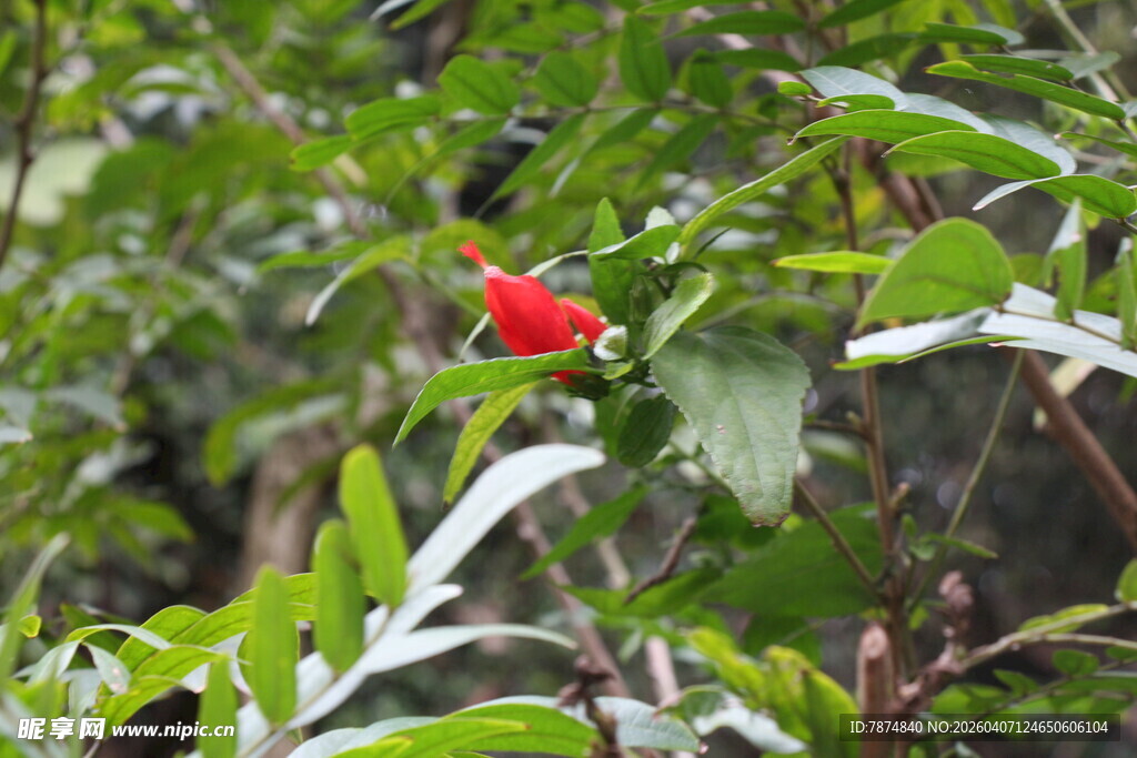 绿叶丛中一抹红