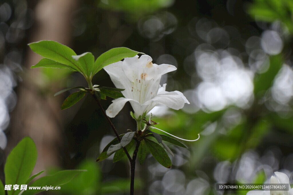 洁白玉兰花绽放枝头