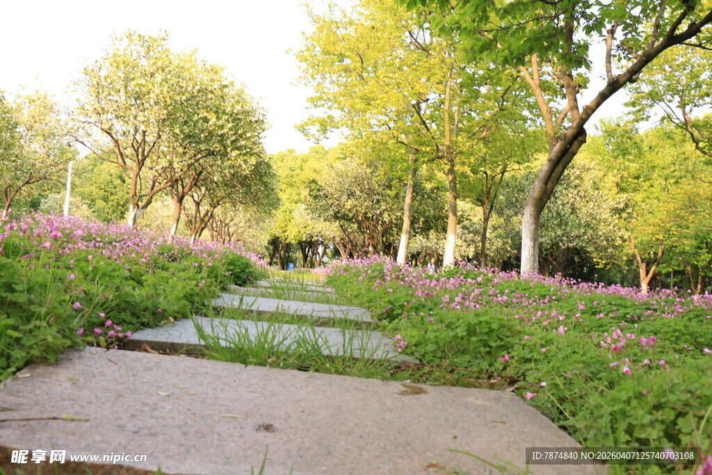 林间小径旁的花草树木