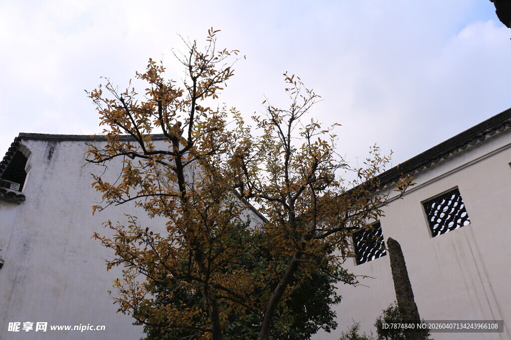 中式建筑旁的树木景致