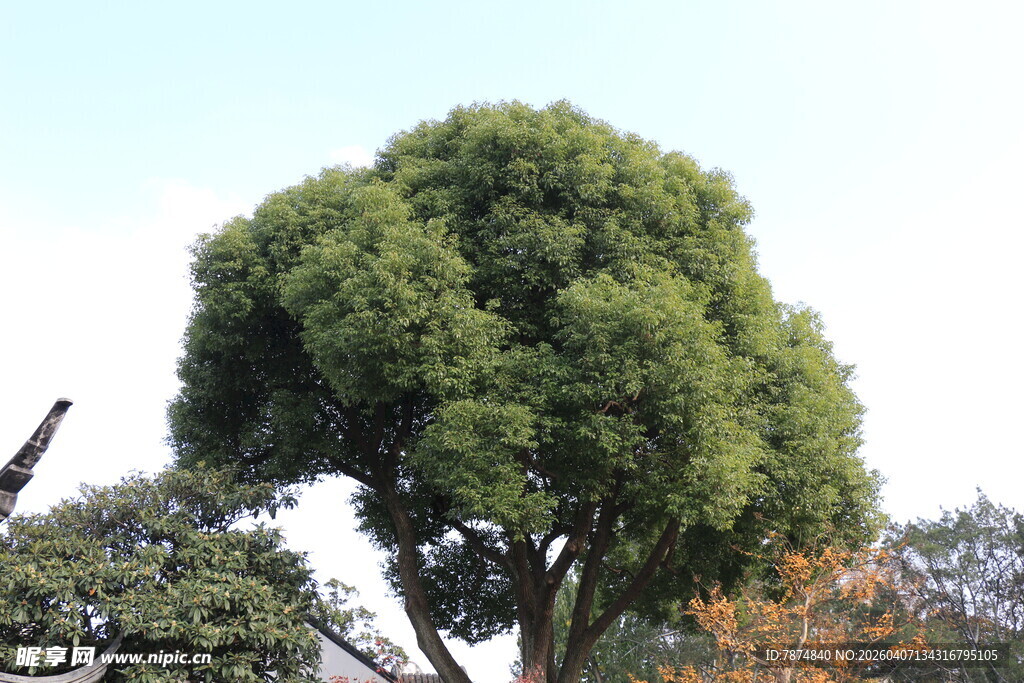 茂盛绿树 自然清新景致