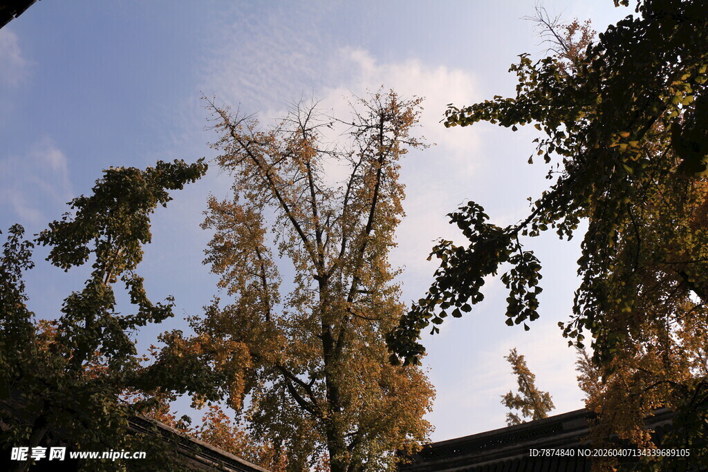 秋日树梢映蓝天