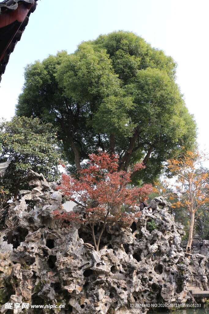 中式园林景观中的奇树怪石