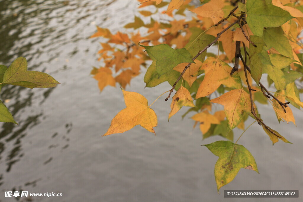 秋日枝头黄叶映水面