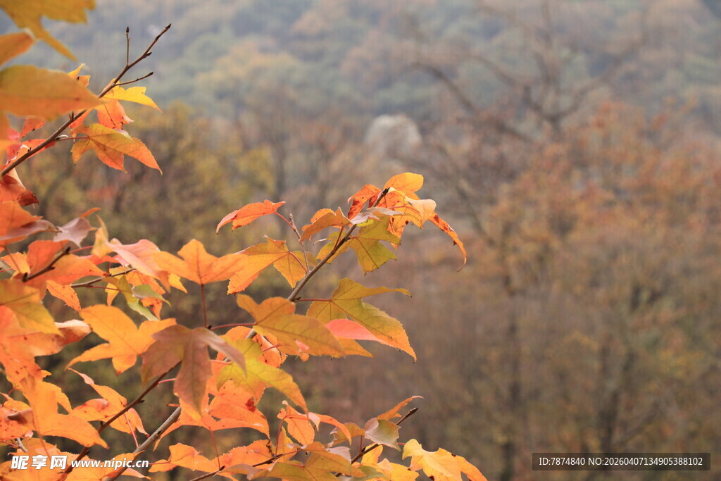 秋日斑斓树叶景致如画