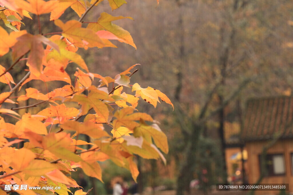 秋日斑斓树叶与古朴建筑