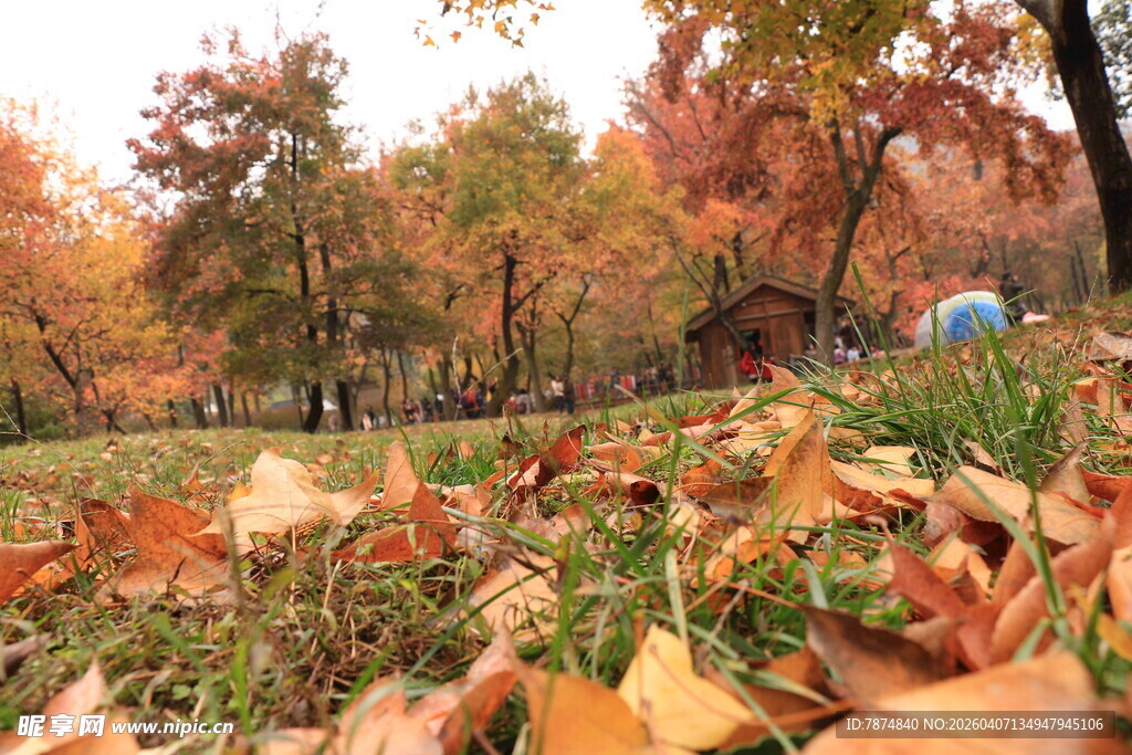 秋日落叶缤纷的林间美景