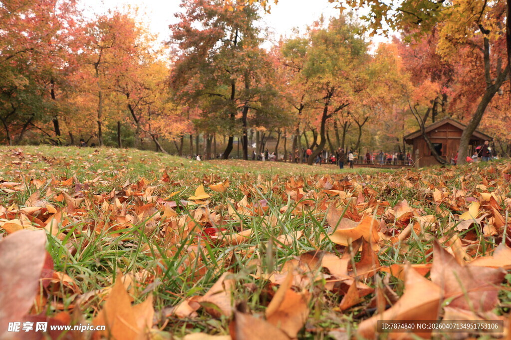 秋日落叶铺就的斑斓草地