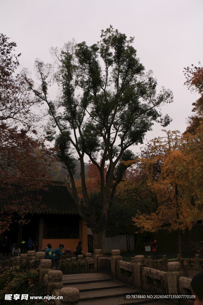 秋日庭院中的繁茂树木