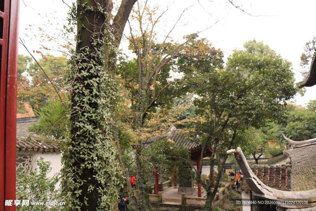 古园藤蔓绕树景致清幽