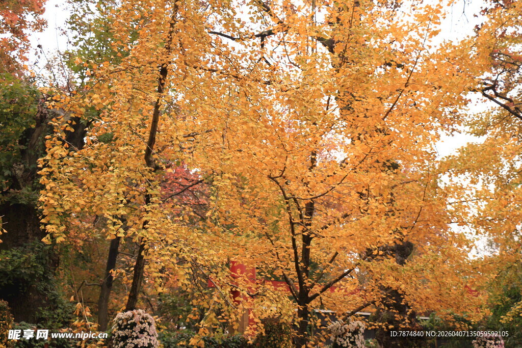 秋日金黄树林美景