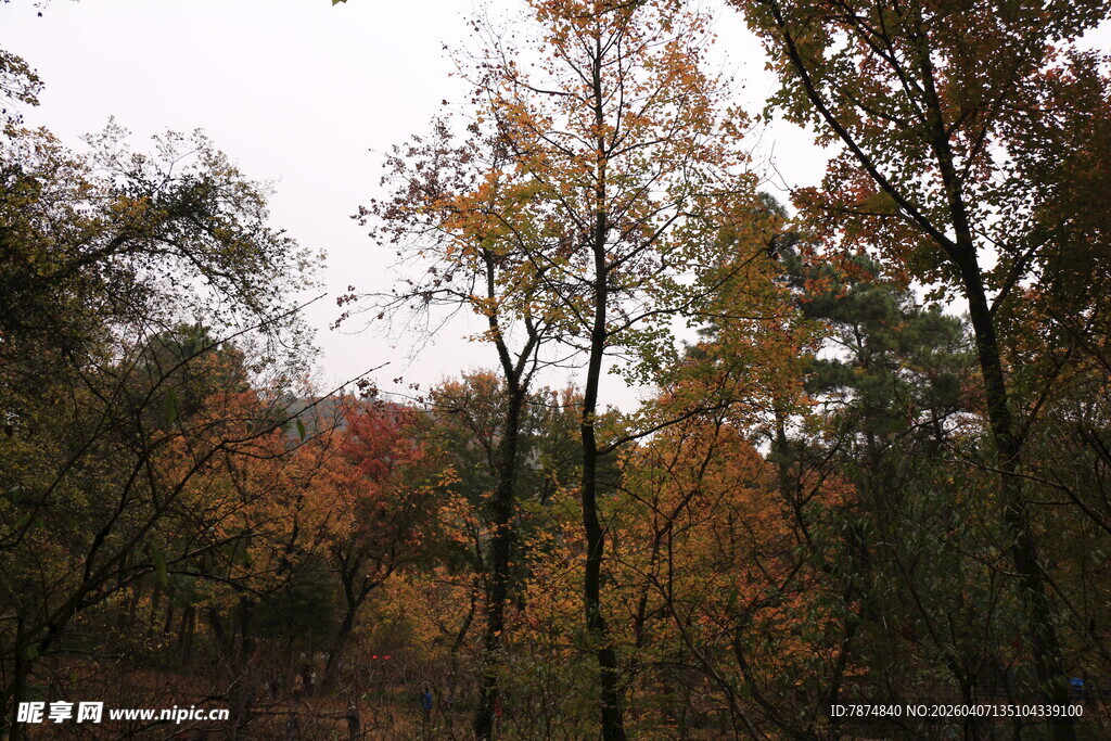 秋日多彩树林风景
