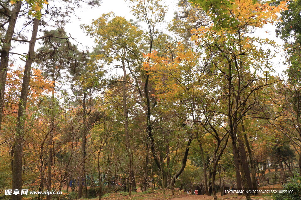 秋日斑斓树林美景