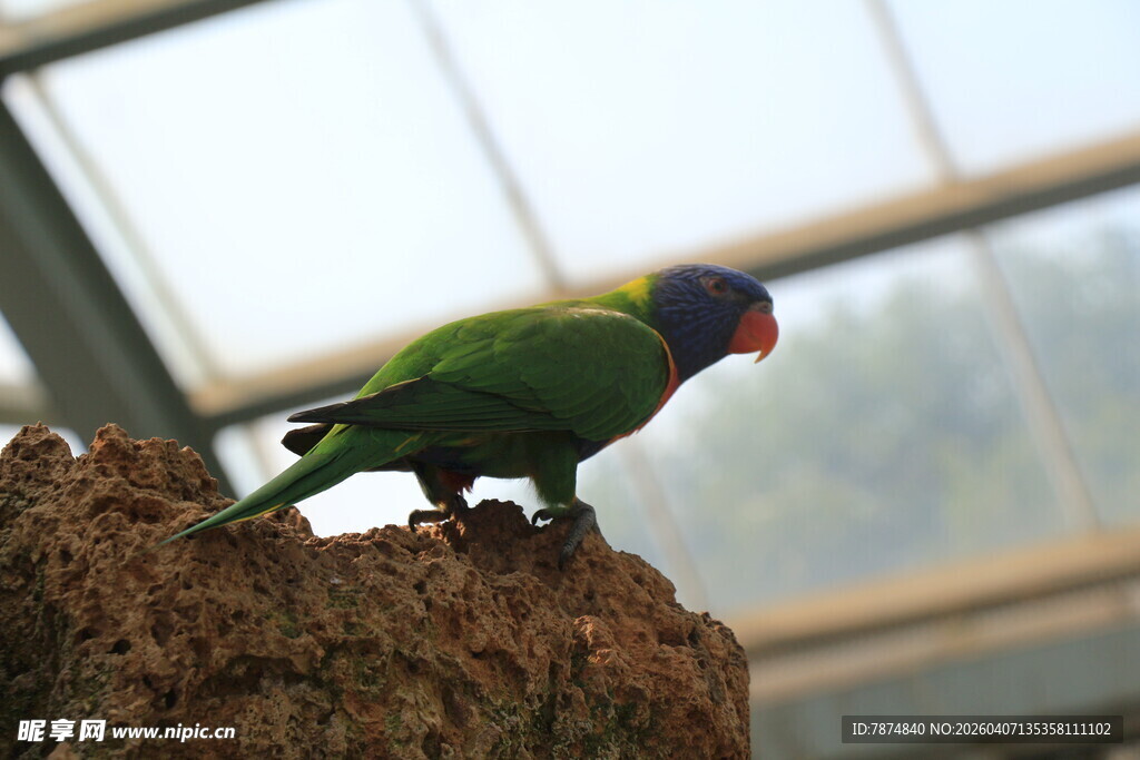 多彩鹦鹉立于树干