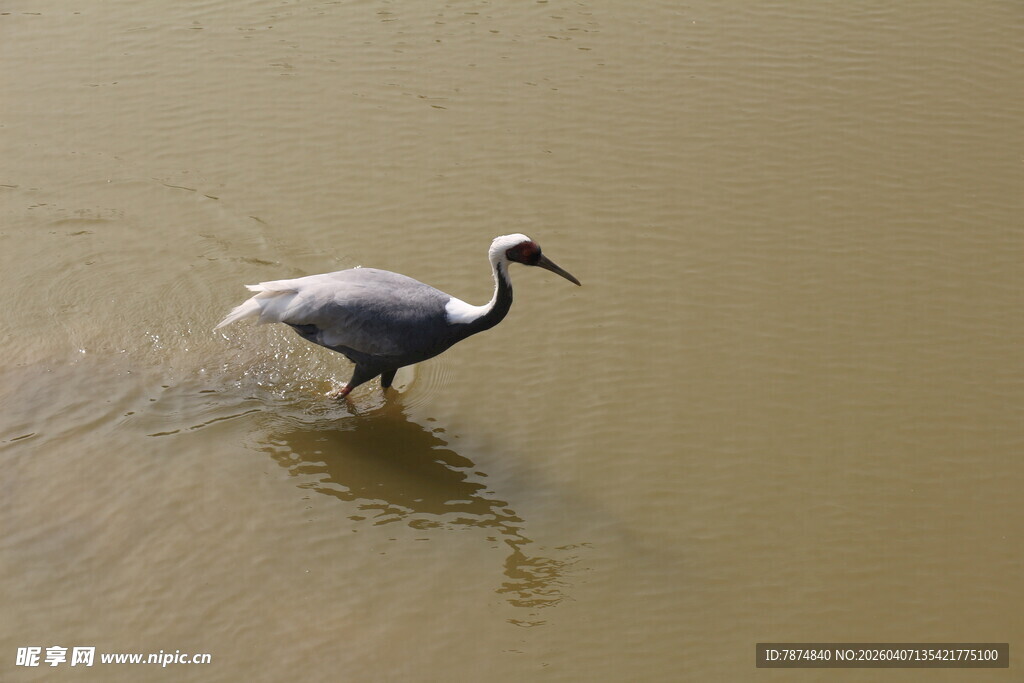 浅滩上行走的灰白色鸟儿