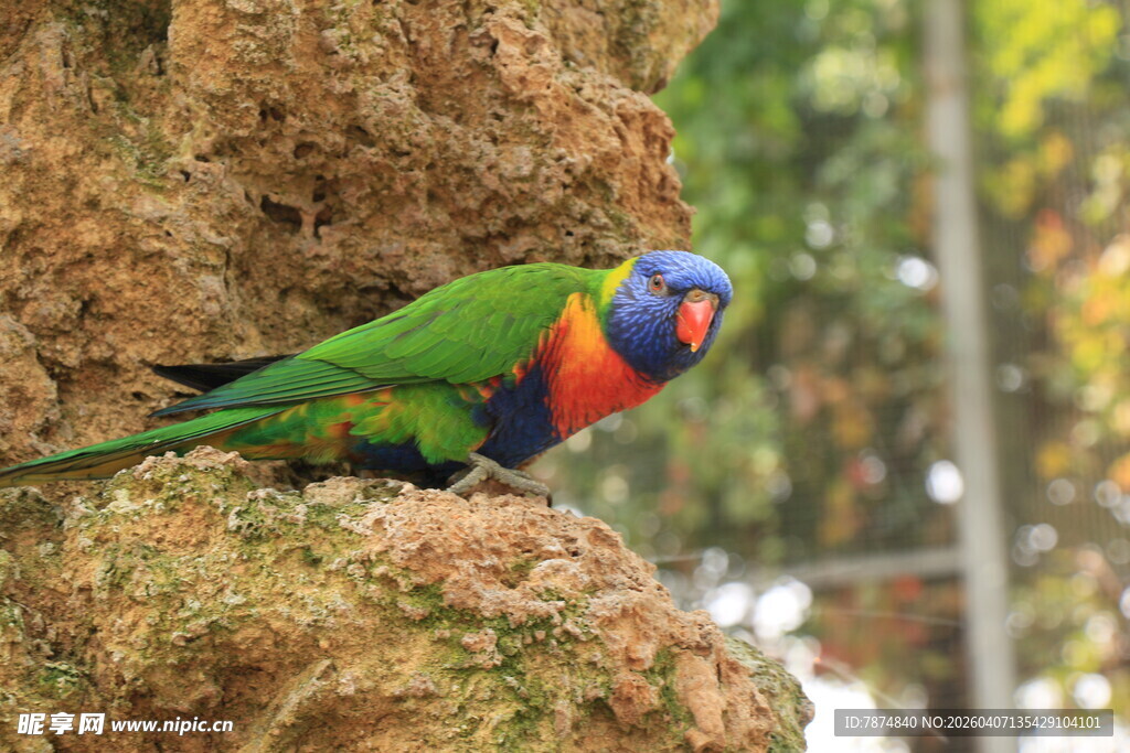 多彩鹦鹉栖息于岩石上