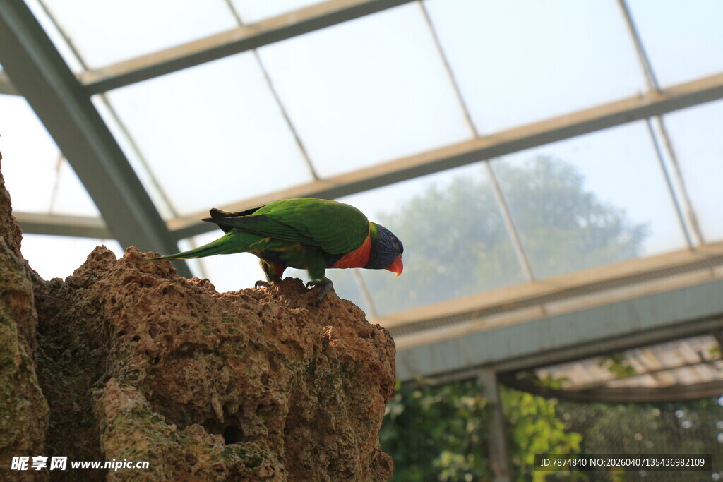 玻璃房中的多彩鹦鹉