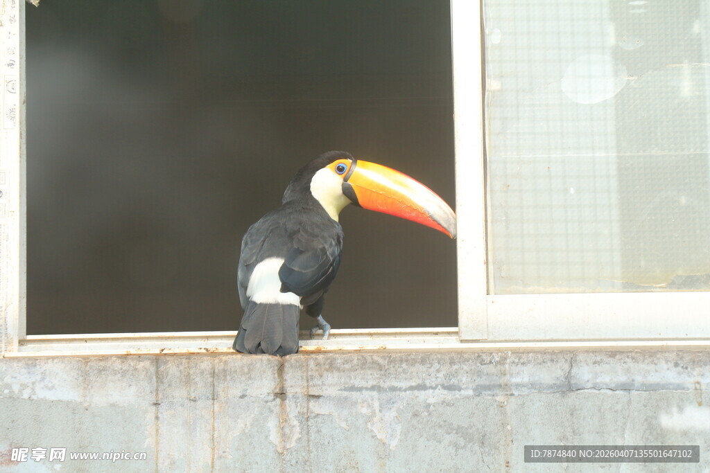 巨嘴鸟立于窗前