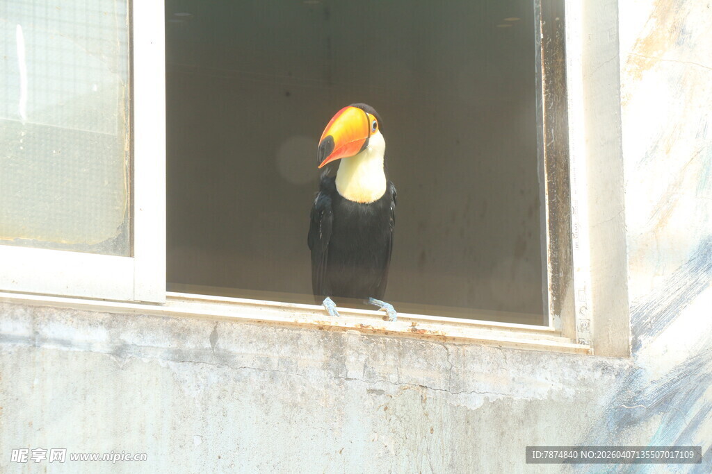 巨嘴鸟立于窗边