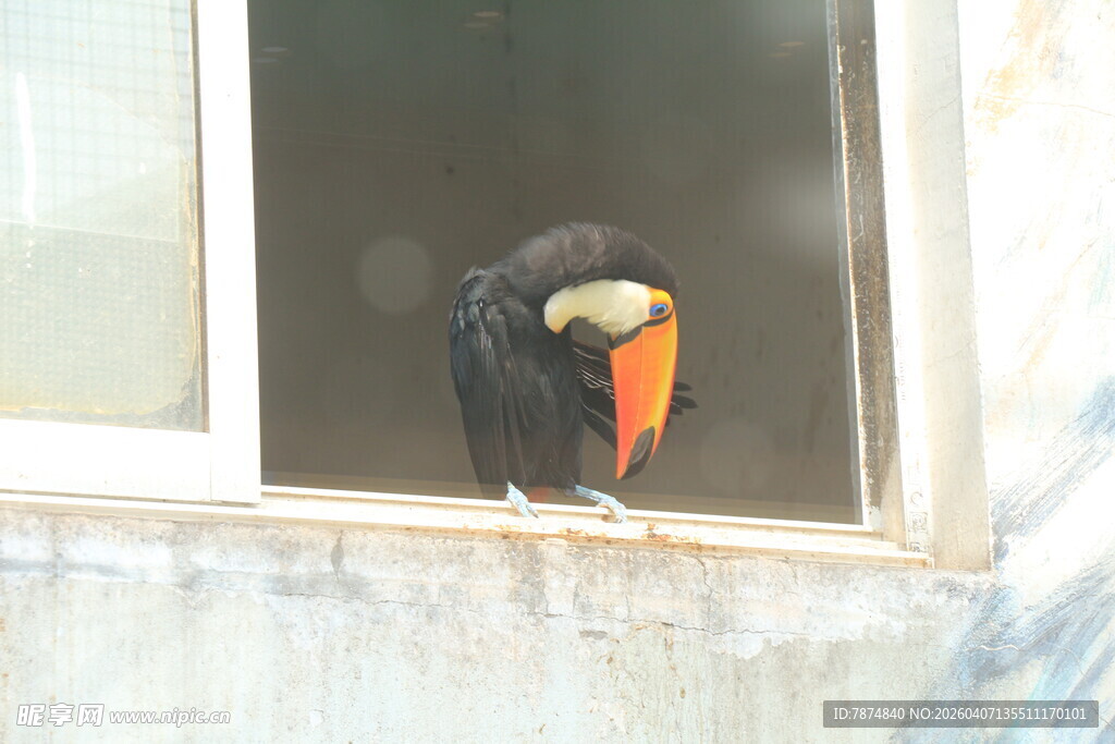 巨嘴鸟立于窗边