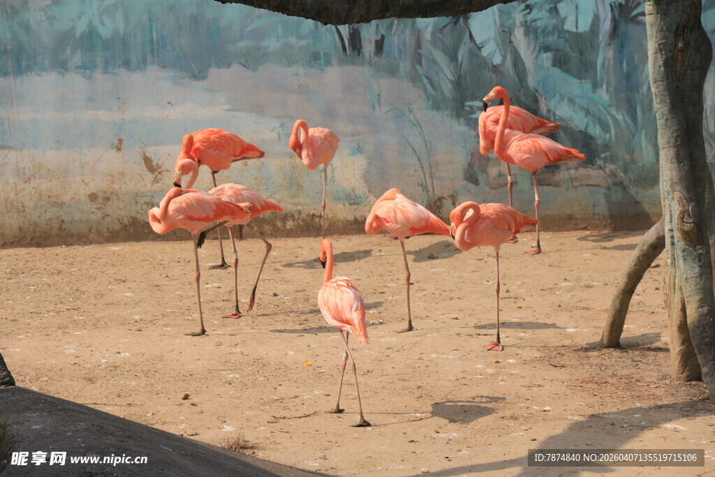 沙滩上的粉红色火烈鸟