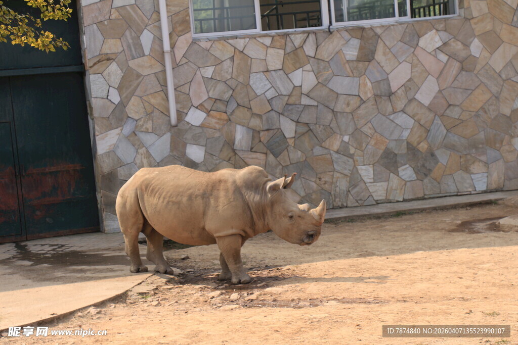 站在建筑旁的小犀牛