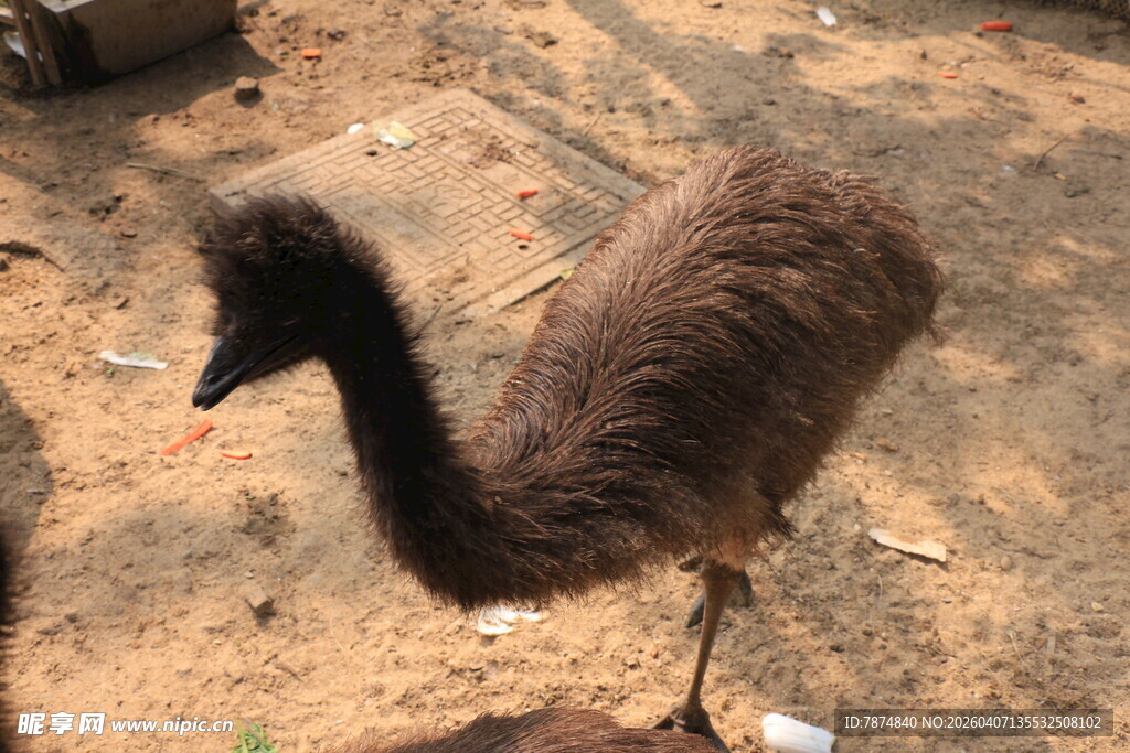 站立的鸵鸟