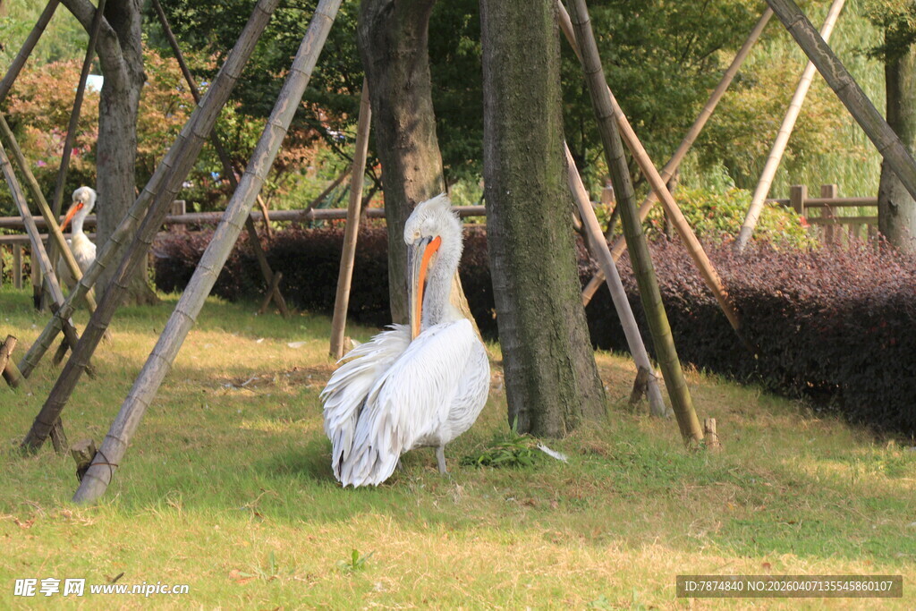 林间优雅白孔雀
