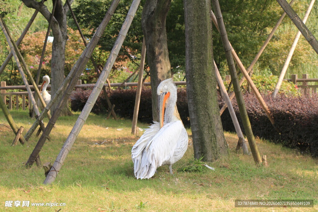 草地上的白鹈鹕
