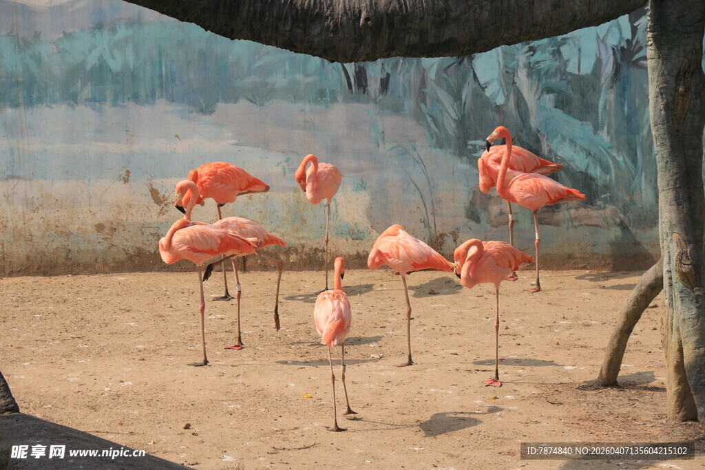 优雅火烈鸟于户外栖息