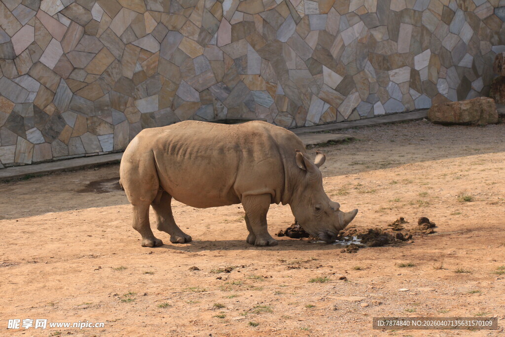 犀牛在地面低头觅食