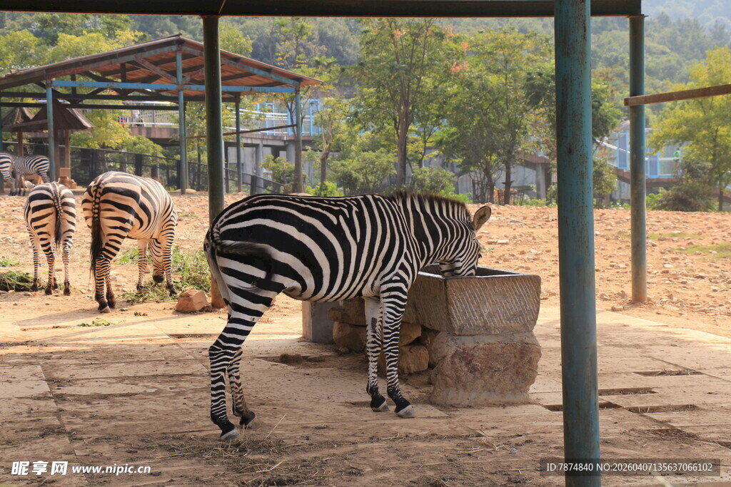 围栏中进食的斑马