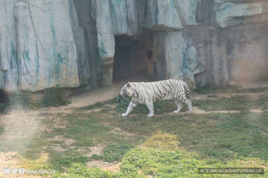 白虎在户外行走