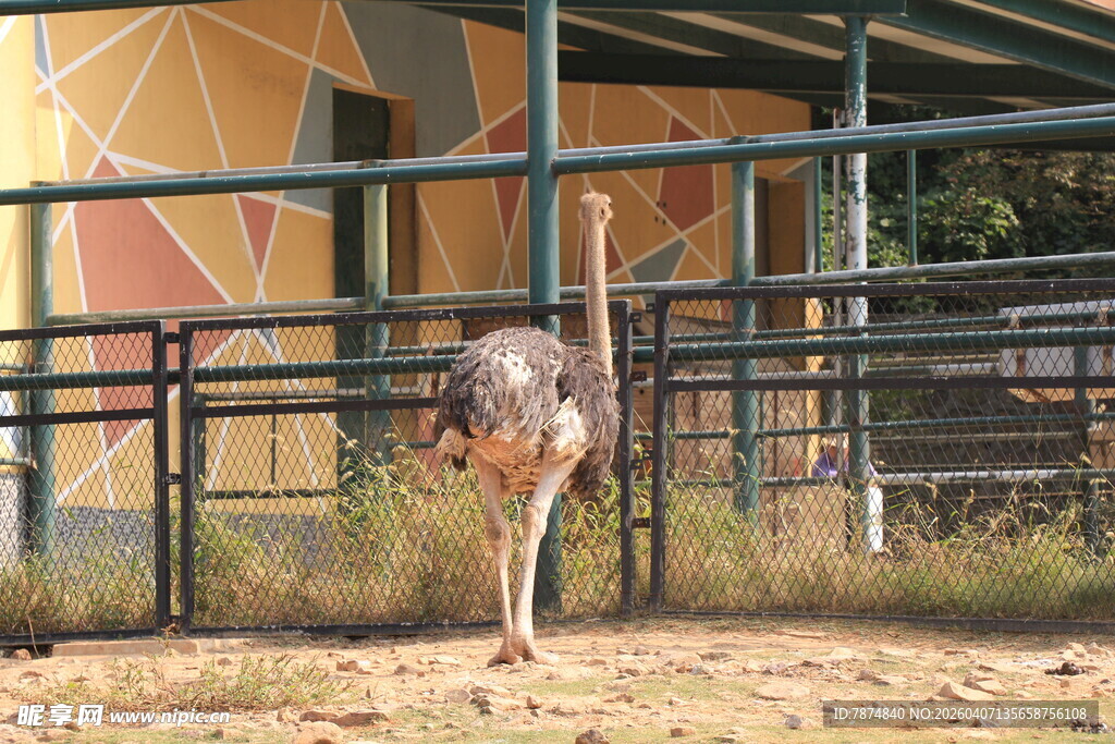 围栏内的单只鸵鸟