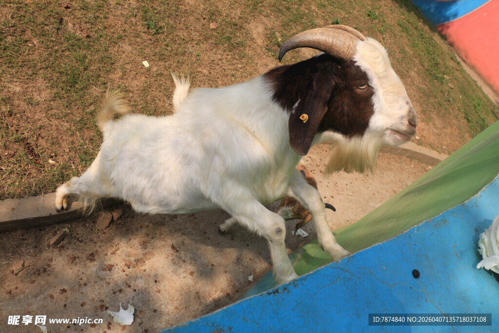 躺卧的黑白相间山羊