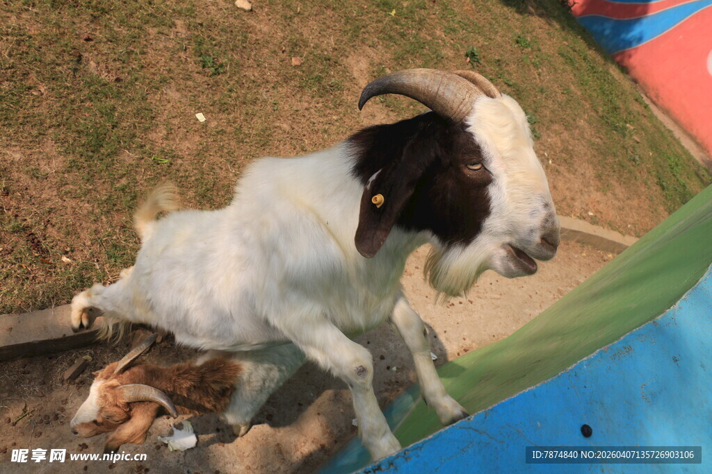 小羊站立在户外场景中