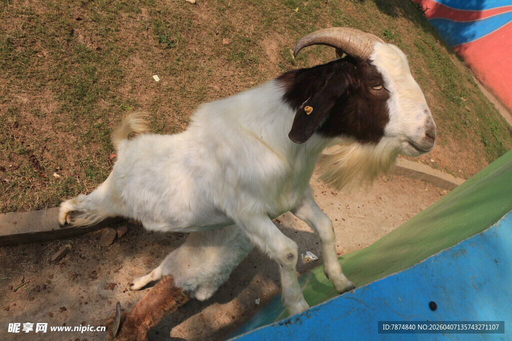 躺卧的黑白山羊