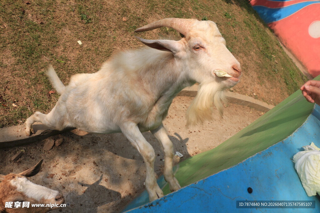 人与山羊互动温馨场景