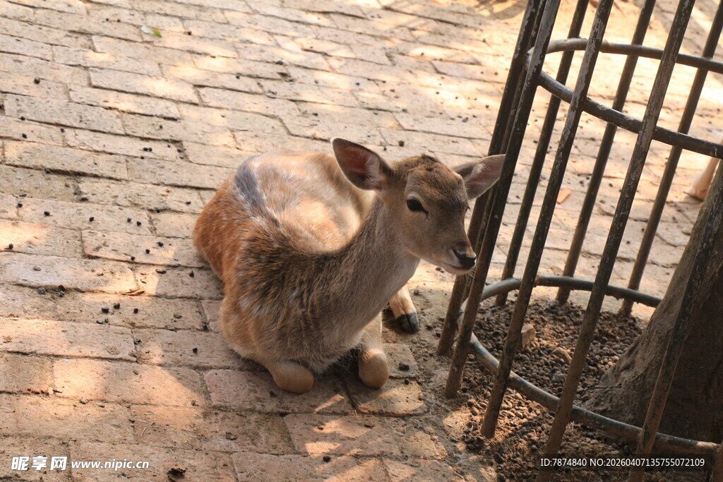 笼边小鹿
