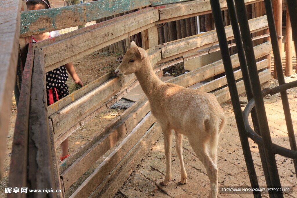 围栏内站立的小鹿